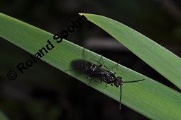 Gelbe Schwertlilie, Sumpf-Schwertlilie, Iris pseudacorus, Iris pseudacorus, Gelbe Schwertlilie, Sumpf-Schwertlilie, Bourbonenlilie, Iridaceae, mit Blattwespe, Imago einer Blattwespe (Tenthridae) Kauf von 02143_iris_pseudacorus_dsc_8929.jpg