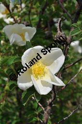 Bibernell-Rose, Stachelige Rose, Reichstachelige Rose, Dünen-Rose, Rosa pimpinellifolia, Rosa spinosissima, Rosaceae, Rosa pimpinellifolia, Rosa spinosissima, Bibernell-Rose, Stachelige Rose, Reichstachelige Rose, Dünen-Rose, Blühend Kauf von 02149_rosa_pimpinellifolia_dsc_3711.jpg