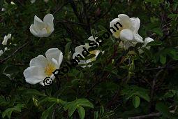 Bibernell-Rose, Stachelige Rose, Reichstachelige Rose, Dünen-Rose, Rosa pimpinellifolia, Rosa spinosissima, Rosaceae, Rosa pimpinellifolia, Rosa spinosissima, Bibernell-Rose, Stachelige Rose, Reichstachelige Rose, Dünen-Rose, Blühend Kauf von 02149_rosa_pimpinellifolia_dsc_3712.jpg