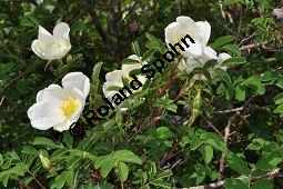 Bibernell-Rose, Stachelige Rose, Reichstachelige Rose, Dünen-Rose, Rosa pimpinellifolia, Rosa spinosissima, Rosaceae, Rosa pimpinellifolia, Rosa spinosissima, Bibernell-Rose, Stachelige Rose, Reichstachelige Rose, Dünen-Rose, Blühend Kauf von 02149_rosa_pimpinellifolia_dsc_3713.jpg