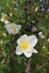 Bibernell-Rose, Stachelige Rose, Reichstachelige Rose, Dünen-Rose, Rosa pimpinellifolia, Rosa spinosissima, Rosaceae, Rosa pimpinellifolia, Rosa spinosissima, Bibernell-Rose, Stachelige Rose, Reichstachelige Rose, Dünen-Rose, Blühend Kauf von 02149_rosa_pimpinellifolia_dsc_3714.jpg