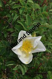 Bibernell-Rose, Stachelige Rose, Reichstachelige Rose, Dünen-Rose, Rosa pimpinellifolia, Rosa spinosissima, Rosaceae, Rosa pimpinellifolia, Rosa spinosissima, Bibernell-Rose, Stachelige Rose, Reichstachelige Rose, Dünen-Rose, Blühend Kauf von 02149_rosa_pimpinellifolia_dsc_3715.jpg