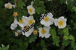 Bibernell-Rose, Stachelige Rose, Reichstachelige Rose, Dünen-Rose, Rosa pimpinellifolia, Rosa spinosissima, Rosaceae, Rosa pimpinellifolia, Rosa spinosissima, Bibernell-Rose, Stachelige Rose, Reichstachelige Rose, Dünen-Rose, Blühend Kauf von 02149_rosa_pimpinellifolia_dsc_3718.jpg