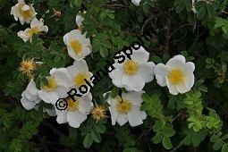 Bibernell-Rose, Stachelige Rose, Reichstachelige Rose, Dünen-Rose, Rosa pimpinellifolia, Rosa spinosissima, Rosaceae, Rosa pimpinellifolia, Rosa spinosissima, Bibernell-Rose, Stachelige Rose, Reichstachelige Rose, Dünen-Rose, Blühend Kauf von 02149_rosa_pimpinellifolia_dsc_3719.jpg