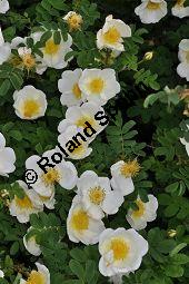 Bibernell-Rose, Stachelige Rose, Reichstachelige Rose, Dünen-Rose, Rosa pimpinellifolia, Rosa spinosissima, Rosaceae, Rosa pimpinellifolia, Rosa spinosissima, Bibernell-Rose, Stachelige Rose, Reichstachelige Rose, Dünen-Rose, Blühend Kauf von 02149_rosa_pimpinellifolia_dsc_3720.jpg