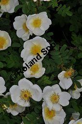 Bibernell-Rose, Stachelige Rose, Reichstachelige Rose, Dünen-Rose, Rosa pimpinellifolia, Rosa spinosissima, Rosaceae, Rosa pimpinellifolia, Rosa spinosissima, Bibernell-Rose, Stachelige Rose, Reichstachelige Rose, Dünen-Rose, Blühend Kauf von 02149_rosa_pimpinellifolia_dsc_3721.jpg