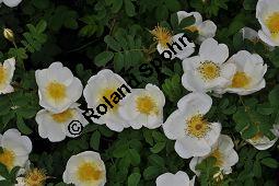 Bibernell-Rose, Stachelige Rose, Reichstachelige Rose, Dünen-Rose, Rosa pimpinellifolia, Rosa spinosissima, Rosaceae, Rosa pimpinellifolia, Rosa spinosissima, Bibernell-Rose, Stachelige Rose, Reichstachelige Rose, Dünen-Rose, Blühend Kauf von 02149_rosa_pimpinellifolia_dsc_3722.jpg