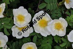 Bibernell-Rose, Stachelige Rose, Reichstachelige Rose, Dünen-Rose, Rosa pimpinellifolia, Rosa spinosissima, Rosaceae, Rosa pimpinellifolia, Rosa spinosissima, Bibernell-Rose, Stachelige Rose, Reichstachelige Rose, Dünen-Rose, Blühend Kauf von 02149_rosa_pimpinellifolia_dsc_3723.jpg