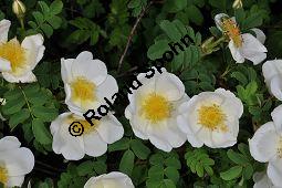 Bibernell-Rose, Stachelige Rose, Reichstachelige Rose, Dünen-Rose, Rosa pimpinellifolia, Rosa spinosissima, Rosaceae, Rosa pimpinellifolia, Rosa spinosissima, Bibernell-Rose, Stachelige Rose, Reichstachelige Rose, Dünen-Rose, Blühend Kauf von 02149_rosa_pimpinellifolia_dsc_3724.jpg