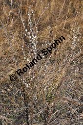 Gebräuchlicher Steinsame, Echter Steinsame, Steinhirse, Lithospermum officinale, Boraginaceae, Lithospermum officinale, Echter Steinsame, Gebräuchlicher Steinsame, Steinhirse, fruchtend Kauf von 02151_lithospermum_officinale_dsc_1507.jpg