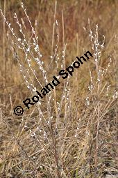 Gebräuchlicher Steinsame, Echter Steinsame, Steinhirse, Lithospermum officinale, Boraginaceae, Lithospermum officinale, Echter Steinsame, Gebräuchlicher Steinsame, Steinhirse, fruchtend Kauf von 02151_lithospermum_officinale_dsc_1508.jpg
