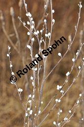 Gebräuchlicher Steinsame, Echter Steinsame, Steinhirse, Lithospermum officinale, Boraginaceae, Lithospermum officinale, Echter Steinsame, Gebräuchlicher Steinsame, Steinhirse, fruchtend Kauf von 02151_lithospermum_officinale_dsc_1509.jpg