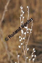 Gebräuchlicher Steinsame, Echter Steinsame, Steinhirse, Lithospermum officinale, Boraginaceae, Lithospermum officinale, Echter Steinsame, Gebräuchlicher Steinsame, Steinhirse, fruchtend Kauf von 02151_lithospermum_officinale_dsc_1510.jpg