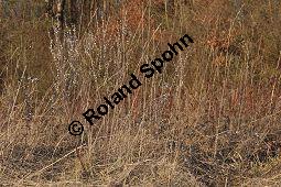 Gebräuchlicher Steinsame, Echter Steinsame, Steinhirse, Lithospermum officinale, Boraginaceae, Lithospermum officinale, Echter Steinsame, Gebräuchlicher Steinsame, Steinhirse, fruchtend Kauf von 02151_lithospermum_officinale_dsc_1514.jpg