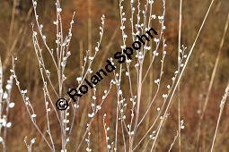 Gebräuchlicher Steinsame, Echter Steinsame, Steinhirse, Lithospermum officinale, Boraginaceae, Lithospermum officinale, Echter Steinsame, Gebräuchlicher Steinsame, Steinhirse, fruchtend Kauf von 02151_lithospermum_officinale_dsc_1515.jpg