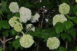 Garten-Schneeball, Gefüllter Schneeball, Viburnum opulus 'Roseum', Viburnum opulus 'Sterile', Caprifoliaceae, Viburnum opulus 'Roseum', Viburnum opulus 'Sterile', Gefüllter Schneeball, Garten-Schneeball, Blühend Kauf von 02155_viburnum_opulus_roseum_dsc_3658.jpg