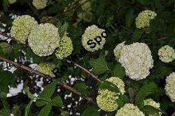 Garten-Schneeball, Gefüllter Schneeball, Viburnum opulus 'Roseum', Viburnum opulus 'Sterile', Caprifoliaceae, Viburnum opulus 'Roseum', Viburnum opulus 'Sterile', Gefüllter Schneeball, Garten-Schneeball, Blühend Kauf von 02155_viburnum_opulus_roseum_dsc_3659.jpg