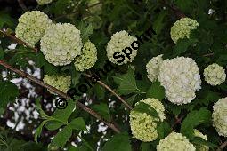 Garten-Schneeball, Gefüllter Schneeball, Viburnum opulus 'Roseum', Viburnum opulus 'Sterile', Caprifoliaceae, Viburnum opulus 'Roseum', Viburnum opulus 'Sterile', Gefüllter Schneeball, Garten-Schneeball, Blühend Kauf von 02155_viburnum_opulus_roseum_dsc_3660.jpg