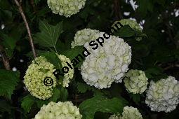 Garten-Schneeball, Gefüllter Schneeball, Viburnum opulus 'Roseum', Viburnum opulus 'Sterile', Caprifoliaceae, Viburnum opulus 'Roseum', Viburnum opulus 'Sterile', Gefüllter Schneeball, Garten-Schneeball, Blühend Kauf von 02155_viburnum_opulus_roseum_dsc_3661.jpg