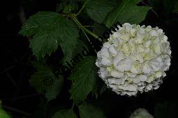 Garten-Schneeball, Gefüllter Schneeball, Viburnum opulus 'Roseum', Viburnum opulus 'Sterile', Caprifoliaceae, Viburnum opulus 'Roseum', Viburnum opulus 'Sterile', Gefüllter Schneeball, Garten-Schneeball, Blühend Kauf von 02155_viburnum_opulus_roseum_dsc_3662.jpg