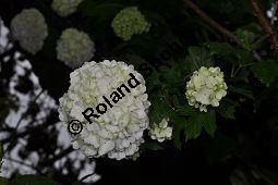 Garten-Schneeball, Gefüllter Schneeball, Viburnum opulus 'Roseum', Viburnum opulus 'Sterile', Caprifoliaceae, Viburnum opulus 'Roseum', Viburnum opulus 'Sterile', Gefüllter Schneeball, Garten-Schneeball, Blühend Kauf von 02155_viburnum_opulus_roseum_dsc_3663.jpg