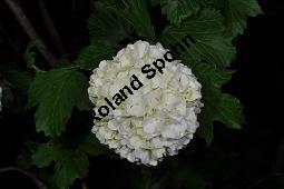 Garten-Schneeball, Gefüllter Schneeball, Viburnum opulus 'Roseum', Viburnum opulus 'Sterile', Caprifoliaceae, Viburnum opulus 'Roseum', Viburnum opulus 'Sterile', Gefüllter Schneeball, Garten-Schneeball, Blühend Kauf von 02155_viburnum_opulus_roseum_dsc_3664.jpg