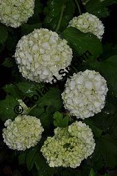 Garten-Schneeball, Gefüllter Schneeball, Viburnum opulus 'Roseum', Viburnum opulus 'Sterile', Caprifoliaceae, Viburnum opulus 'Roseum', Viburnum opulus 'Sterile', Gefüllter Schneeball, Garten-Schneeball, Blühend Kauf von 02155_viburnum_opulus_roseum_dsc_3665.jpg