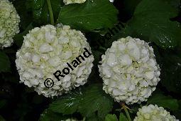 Garten-Schneeball, Gefüllter Schneeball, Viburnum opulus 'Roseum', Viburnum opulus 'Sterile', Caprifoliaceae, Viburnum opulus 'Roseum', Viburnum opulus 'Sterile', Gefüllter Schneeball, Garten-Schneeball, Blühend Kauf von 02155_viburnum_opulus_roseum_dsc_3666.jpg