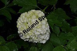 Garten-Schneeball, Gefüllter Schneeball, Viburnum opulus 'Roseum', Viburnum opulus 'Sterile', Caprifoliaceae, Viburnum opulus 'Roseum', Viburnum opulus 'Sterile', Gefüllter Schneeball, Garten-Schneeball, Blühend Kauf von 02155_viburnum_opulus_roseum_dsc_3667.jpg