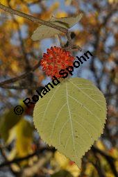 Echter Papiermaulbeerbaum, Echte Papiermaulbeere, Broussonetia papyrifera, Broussonetia papyrifera, Echter Papiermaulbeerbaum, Echte Papiermaulbeere, Echter Papier-Maulbeerbaum, Moraceae, Kozo Rohfasern, Kozo Rohfasern, gekocht und geschlagen Kauf von 02156_broussonetia_papyrifera_dsc_0897.jpg