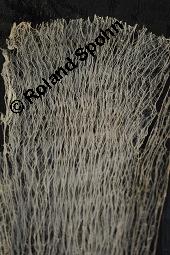 Echter Papiermaulbeerbaum, Echte Papiermaulbeere, Broussonetia papyrifera, Broussonetia papyrifera, Echter Papiermaulbeerbaum, Echte Papiermaulbeere, Echter Papier-Maulbeerbaum, Moraceae, Kozo Rohfasern, Kozo Rohfasern, gekocht und geschlagen Kauf von 02156_broussonetia_papyrifera_dsc_8042.jpg