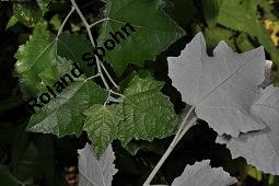 Silber-Pappel, Populus alba, Populus alba, Silber-Pappel, Salicaceae, Beblättert, an Schößlingen Kauf von 02160_populus_alba_dsc_4861.jpg