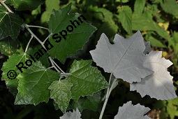 Silber-Pappel, Populus alba, Populus alba, Silber-Pappel, Salicaceae, Beblättert, an Schößlingen Kauf von 02160_populus_alba_dsc_4862.jpg