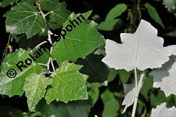 Silber-Pappel, Populus alba, Populus alba, Silber-Pappel, Salicaceae, Beblättert, an Schößlingen Kauf von 02160_populus_alba_dsc_4863.jpg