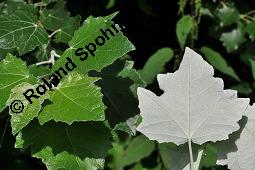 Silber-Pappel, Populus alba, Populus alba, Silber-Pappel, Salicaceae, Beblättert, an Schößlingen Kauf von 02160_populus_alba_dsc_4864.jpg