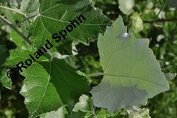 Silber-Pappel, Populus alba, Populus alba, Silber-Pappel, Salicaceae, Beblättert, an Schößlingen Kauf von 02160_populus_alba_dsc_4865.jpg