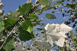 Silber-Pappel, Populus alba, Populus alba, Silber-Pappel, Salicaceae, Beblättert, an Schößlingen Kauf von 02160_populus_alba_dsc_4866.jpg