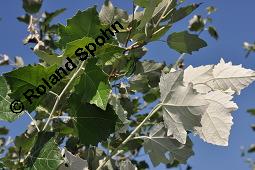 Silber-Pappel, Populus alba, Populus alba, Silber-Pappel, Salicaceae, Beblättert, an Schößlingen Kauf von 02160_populus_alba_dsc_4867.jpg