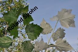 Silber-Pappel, Populus alba, Populus alba, Silber-Pappel, Salicaceae, Beblättert, an Schößlingen Kauf von 02160_populus_alba_dsc_4868.jpg