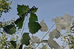 Silber-Pappel, Populus alba, Populus alba, Silber-Pappel, Salicaceae, Beblättert, an Schößlingen Kauf von 02160_populus_alba_dsc_4869.jpg