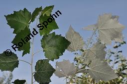 Silber-Pappel, Populus alba, Populus alba, Silber-Pappel, Salicaceae, Beblättert, an Schößlingen Kauf von 02160_populus_alba_dsc_4870.jpg