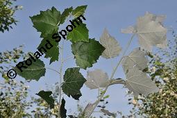 Silber-Pappel, Populus alba, Populus alba, Silber-Pappel, Salicaceae, Beblättert, an Schößlingen Kauf von 02160_populus_alba_dsc_4871.jpg