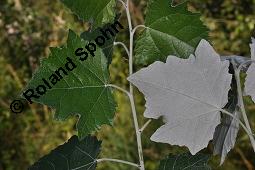 Silber-Pappel, Populus alba, Populus alba, Silber-Pappel, Salicaceae, Beblättert, an Schößlingen Kauf von 02160_populus_alba_dsc_4872.jpg