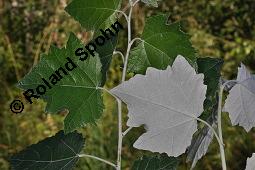 Silber-Pappel, Populus alba, Populus alba, Silber-Pappel, Salicaceae, Beblättert, an Schößlingen Kauf von 02160_populus_alba_dsc_4873.jpg