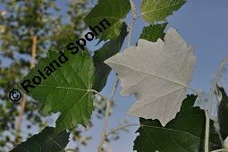 Silber-Pappel, Populus alba, Populus alba, Silber-Pappel, Salicaceae, Beblättert, an Schößlingen Kauf von 02160_populus_alba_dsc_4874.jpg