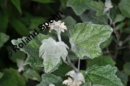 Silber-Pappel, Populus alba, Populus alba, Silber-Pappel, Salicaceae, Beblättert, an Schößlingen Kauf von 02160_populus_alba_dsc_5695.jpg