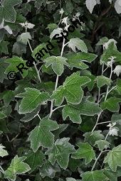 Silber-Pappel, Populus alba, Populus alba, Silber-Pappel, Salicaceae, Beblättert, an Schößlingen Kauf von 02160_populus_alba_dsc_5696.jpg