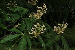 Gelbe Rosskastanie, Appalachen-Rosskastanie, Aesculus flava, Aesculus lutea, Aesculus octandra, Aesculus flava, Aesculus lutea, Aesculus octandra, Gelbe Rosskastanie, Appalachen-Rosskastanie, Sapindaceae, Blühend Kauf von 02167_aesculus_flava_dsc_4226.jpg