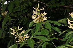 Gelbe Rosskastanie, Appalachen-Rosskastanie, Aesculus flava, Aesculus lutea, Aesculus octandra, Aesculus flava, Aesculus lutea, Aesculus octandra, Gelbe Rosskastanie, Appalachen-Rosskastanie, Sapindaceae, Blühend Kauf von 02167_aesculus_flava_dsc_4227.jpg