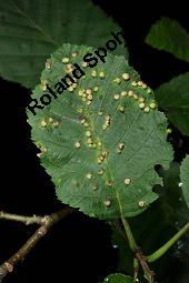 Grau-Erle, Weiß-Erle, Alnus incana, Alnus lanuginosa, Alnus incana, Alnus lanuginosa, Grau-Erle, Weiß-Erle, Betulaceae, mit Larve von Blattwespe, Larve von Blattwespe Platycampus luridiventris Kauf von 02182_alnus_incana_dsc_5831.jpg